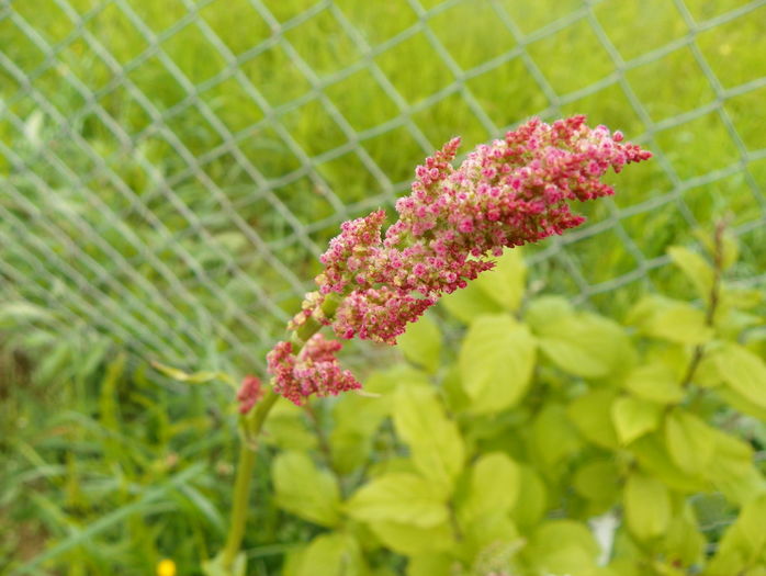 persicaria