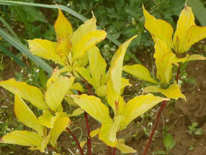 cornus alba Aurea