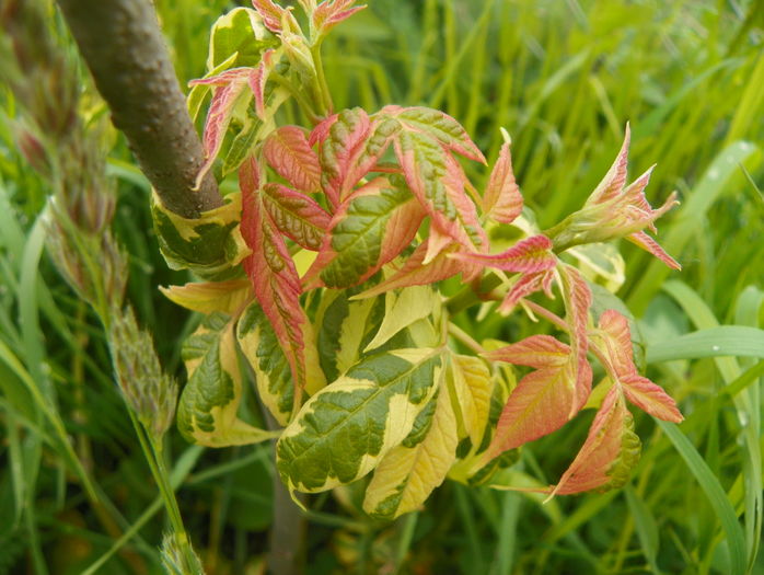 acer negundo Elegans
