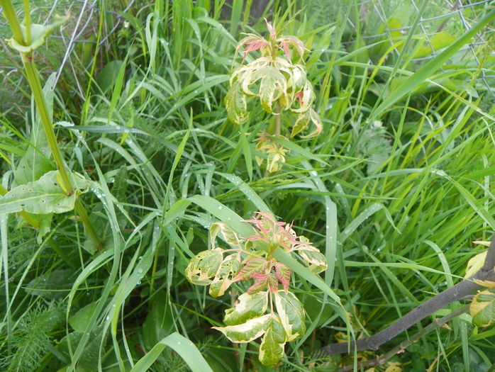 acer negundo Elegans