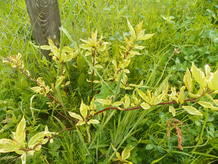 cornus alba Spaethii