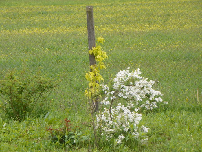 7 mai (86)
