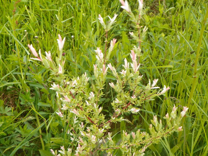 salix Hakuro Nishiki