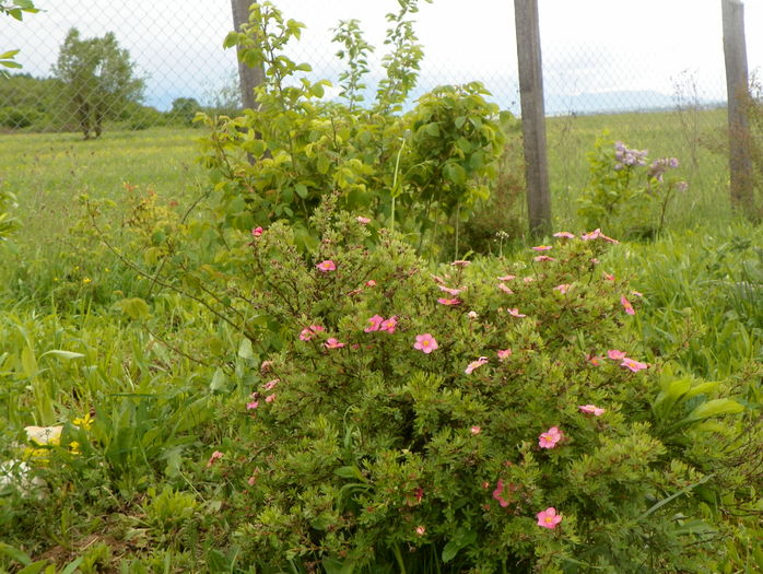 potentilla Lovely Pink