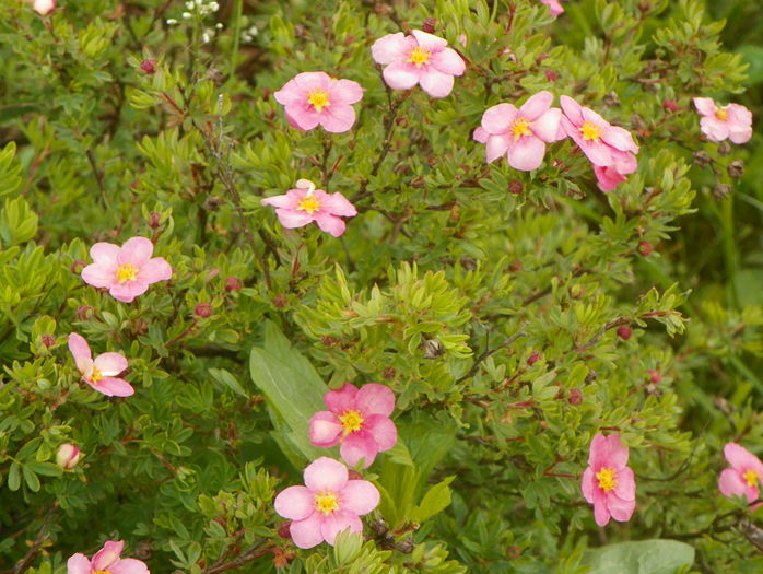 potentilla Lovely Pink