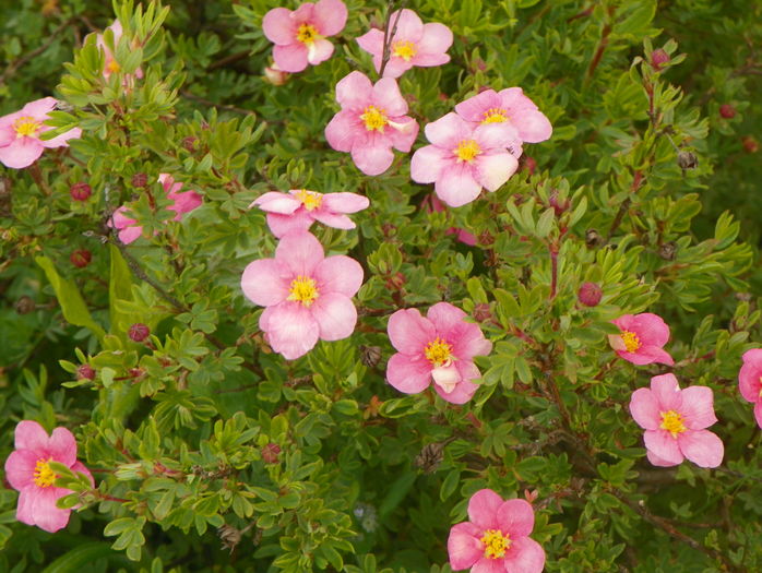 potentilla Lovely Pink
