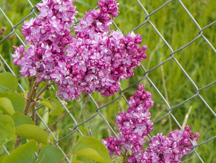 liliac Sarah Sands