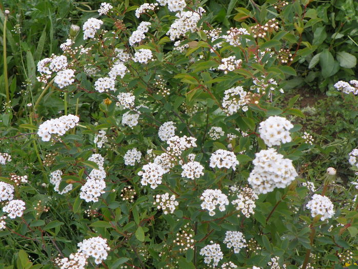 spiraea vanhouttei