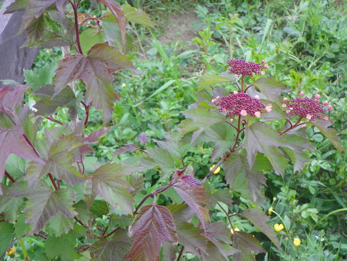 viburnum sargentii Onondaga