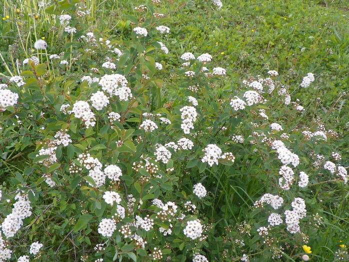 Spiraea vanhouttei
