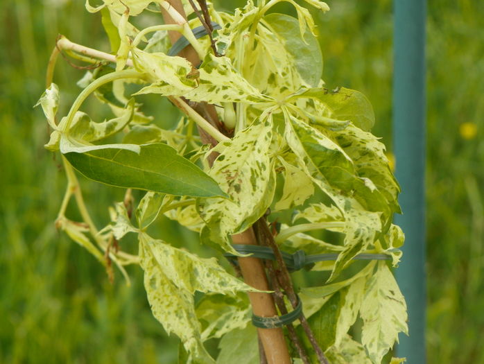 parthenocissus Star Showers