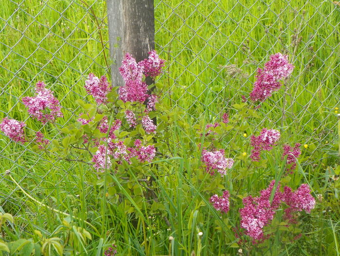 syringa superba