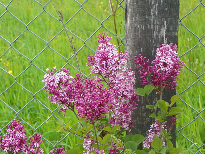 syringa superba