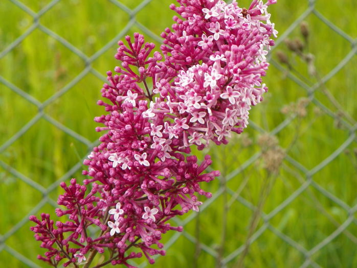 syringa superba