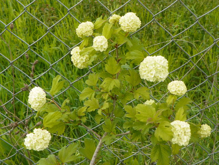 viburnum opulus roseum