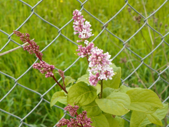 syringa josikea