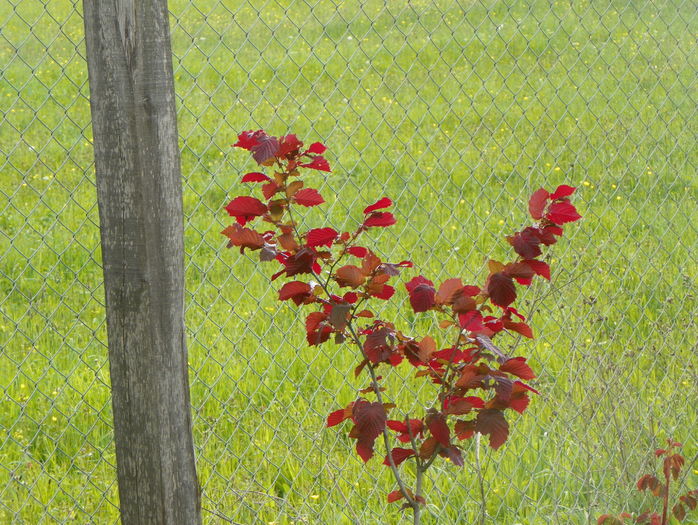 corylus maxima Purpurea