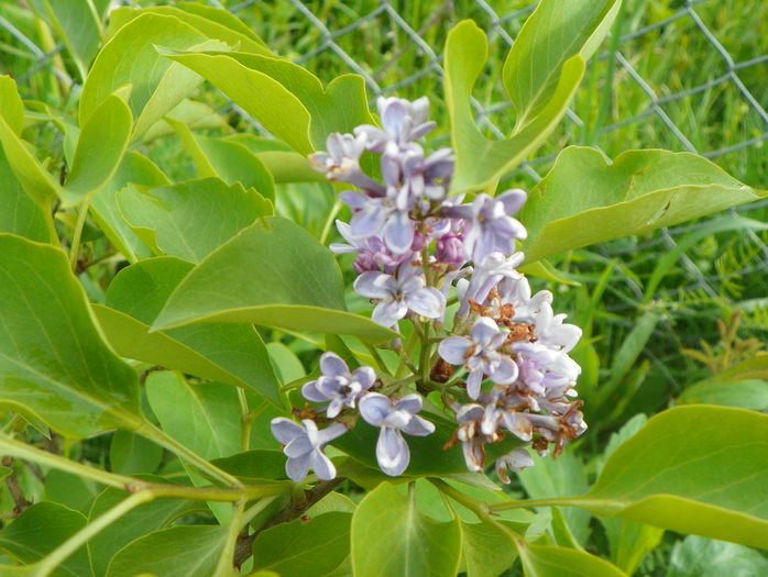liliac President Grevy