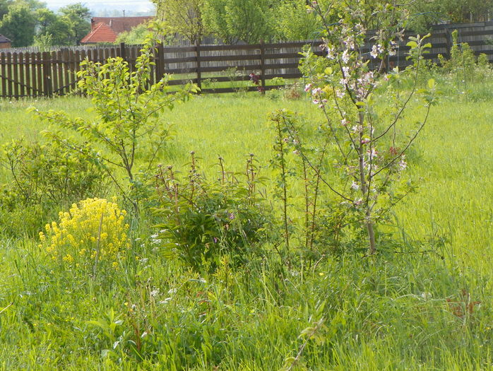 7 mai (134)
