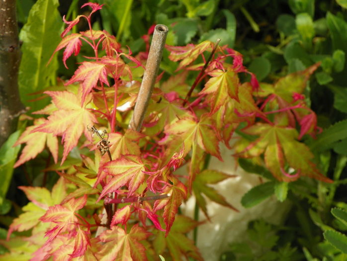 acer palm. Asahi Zuru