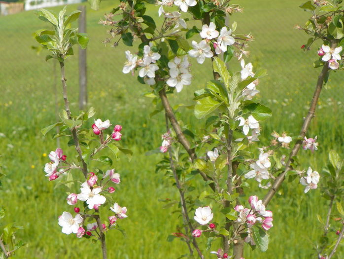 flori de mar