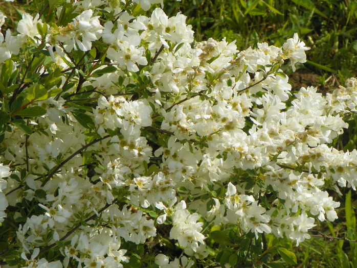 exochorda The Bride