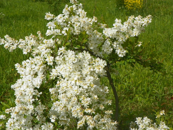 exochorda The Bride
