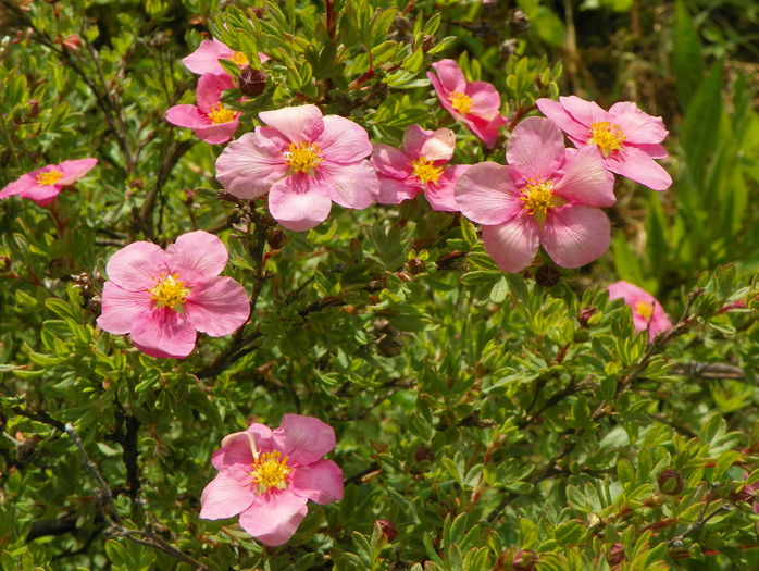 potentilla Lovely Pink