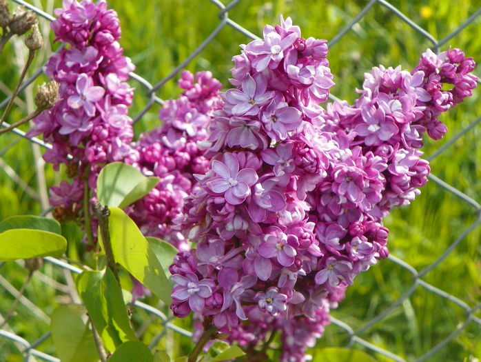 liliac Sarah Sands