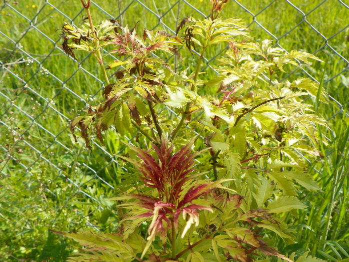 sambucus Southerland Gold