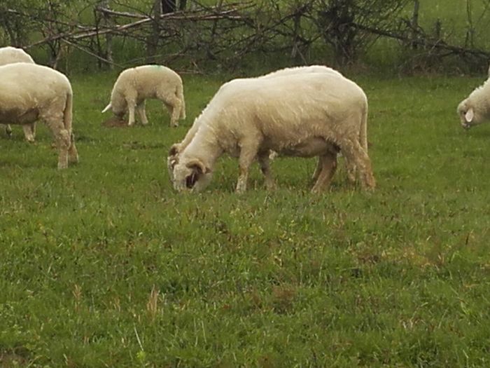 20160430_130824 - tucana alba