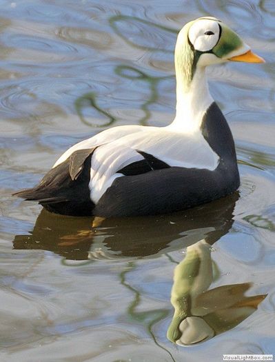 image - Pasari-pasarele-de toate adunate