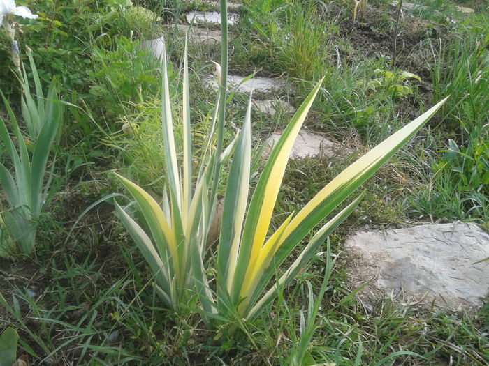 iris variegat