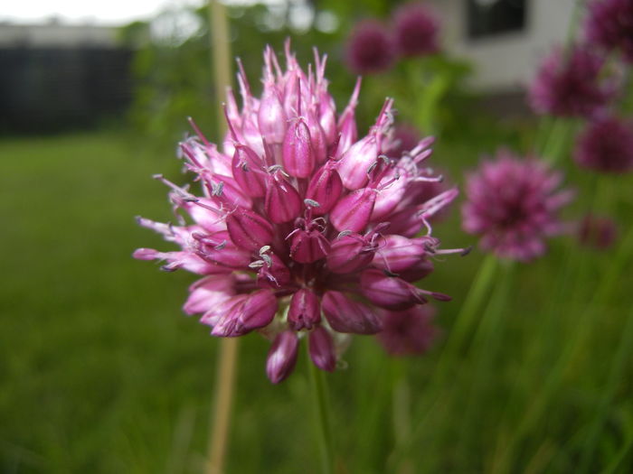 Allium sphaerocephalon (2015, July 03)