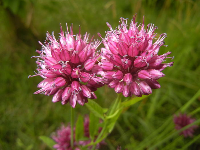 Allium sphaerocephalon (2015, July 03) - Allium sphaerocephalon