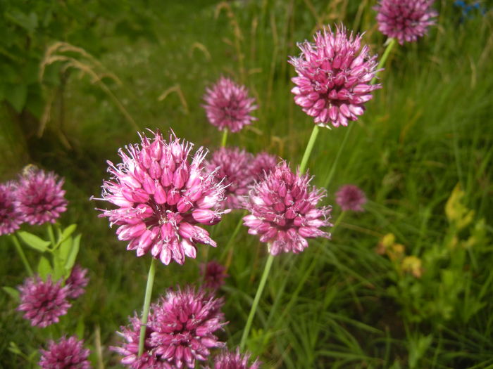 Allium sphaerocephalon (2015, July 03) - Allium sphaerocephalon