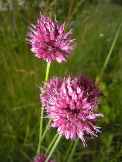 Allium sphaerocephalon (2015, July 03)