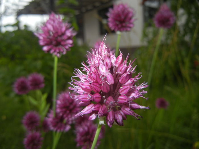 Allium sphaerocephalon (2015, July 03)