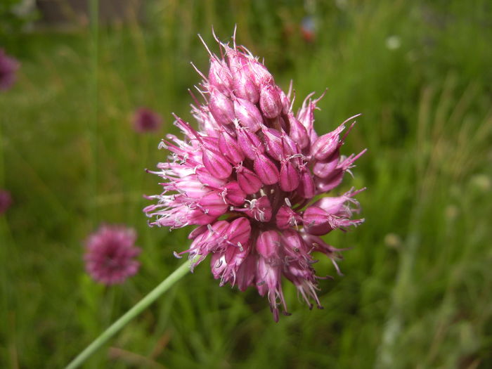 Allium sphaerocephalon (2015, July 03)