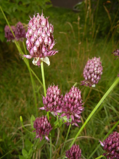 Allium sphaerocephalon (2015, July 10)