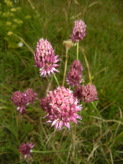 Allium sphaerocephalon (2015, July 10)