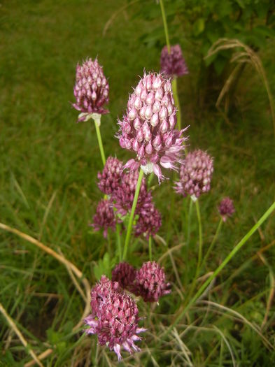 Allium sphaerocephalon (2015, July 10) - Allium sphaerocephalon