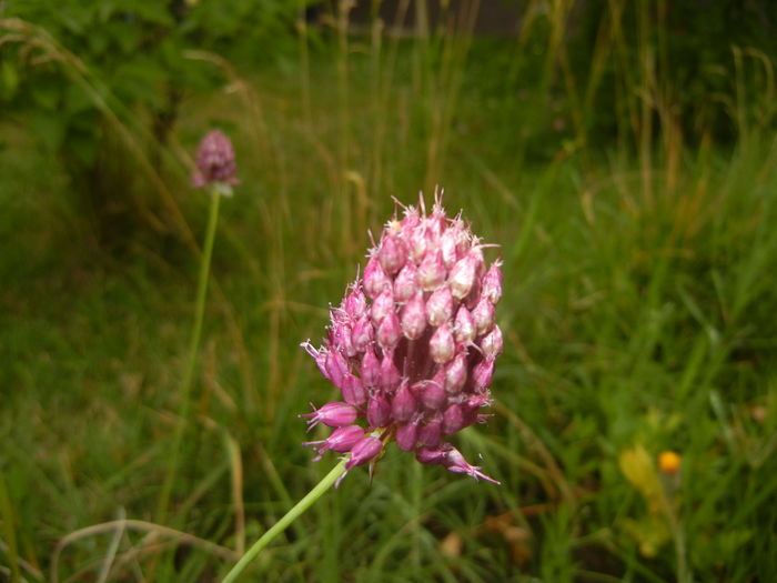 Allium sphaerocephalon (2015, July 10) - Allium sphaerocephalon