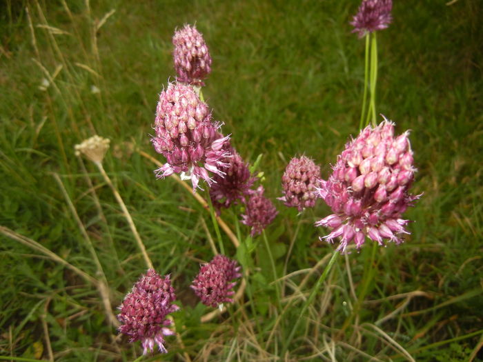 Allium sphaerocephalon (2015, July 10)