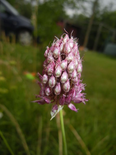 Allium sphaerocephalon (2015, July 10) - Allium sphaerocephalon