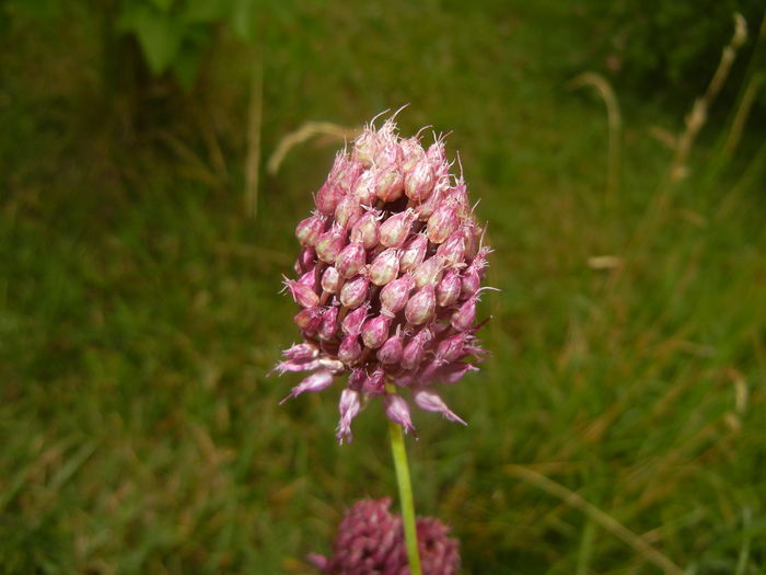 Allium sphaerocephalon (2015, July 10)