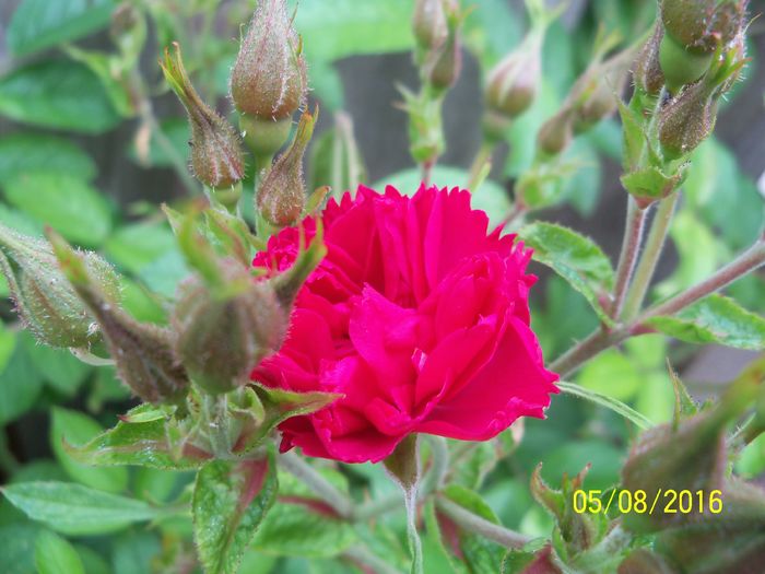 Rosa rugosa Grootendorst supreme - Trandafiri 2016 1