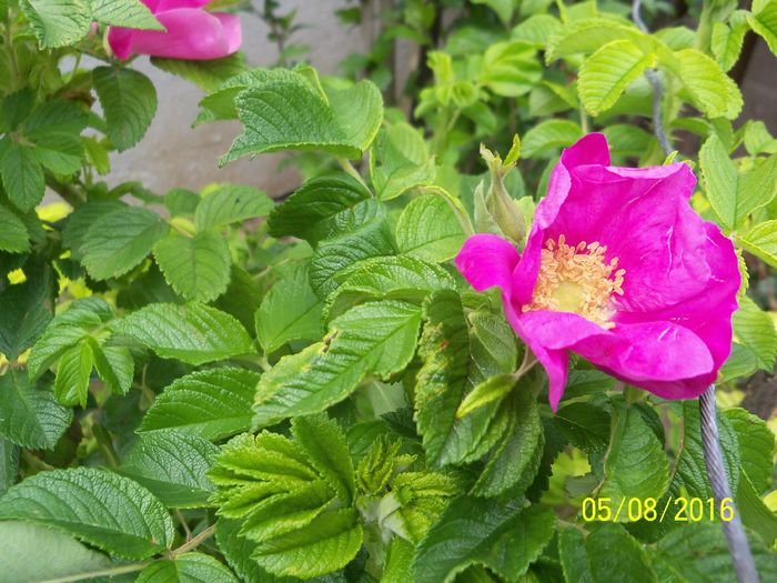 Rosa rugosa - Trandafiri 2016 1
