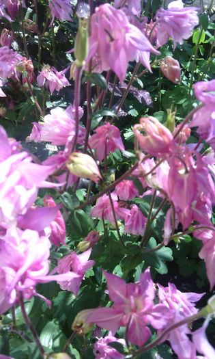 IMG_20160508_095837[1] - caldaruse