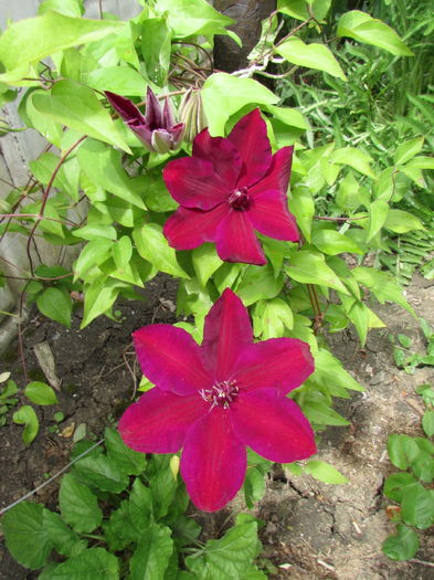 IMG_3403 - Clematite 2016